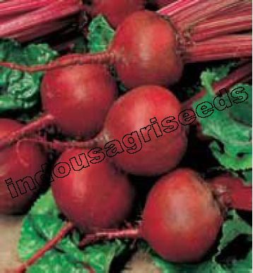 Beetroot Hybrid Seeds