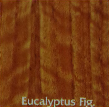 Eucalyptus Fig. Plywood