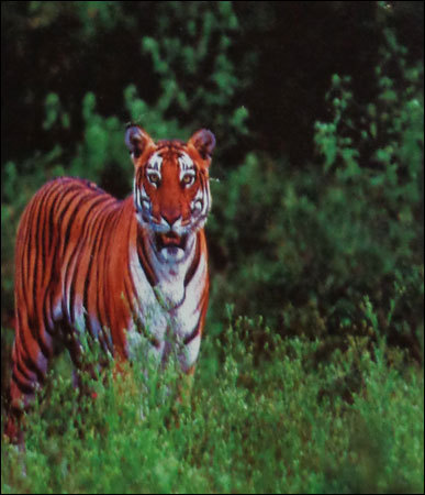 Wildlife Tour Services By RENAISSANCE REIZEN (INDIA) PVT. LTD.