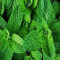 Fresh Mint Leaves