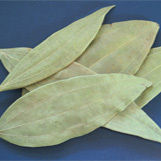 Bayleaf