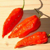 Bhut Jolokia Chilli