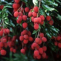 Fresh Litchi