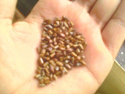 Cassia Tora Seed