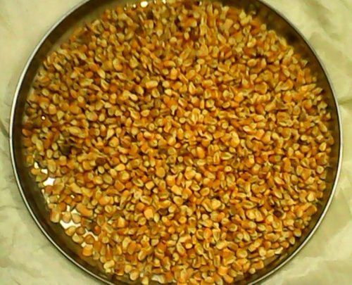 Yellow Maize - High-Quality Grains | Pure, Nutritious Animal Feed Source