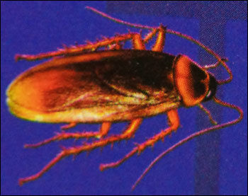 Cockroach Treatment Services