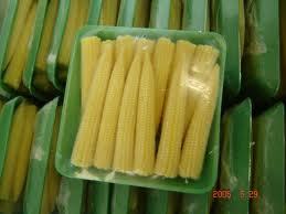 Golden Yellow Maize