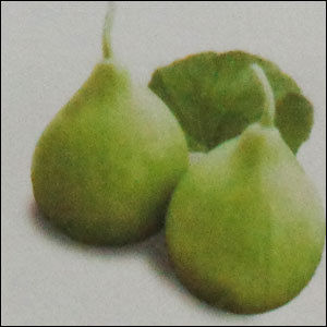 Hybrid Bottlegourd Seeds (Honeywall)