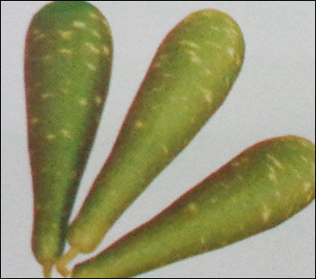 Hybrid Bottlegourd Seeds (Tilak Long)