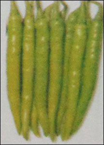 Hybrid Green Chilly Seeds (Bheema)