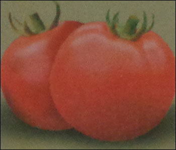 Hybrid Tomato Seeds (B.N. Desi)