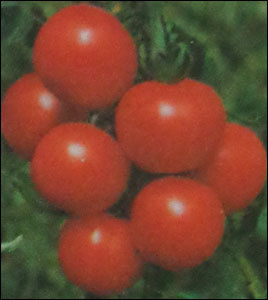 Hybrid Tomato Seeds (Nutan)