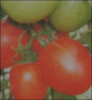Hybrid Tomato Seeds (Urvashi)