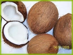 Highly Matured Coconut