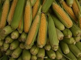 Raw Yellow Corn