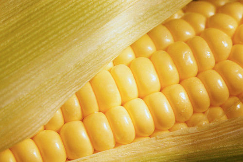 Rich Yellow Corn