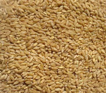 Whole Milling Wheat 