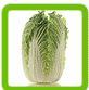 Fresh Chinese Cabbage