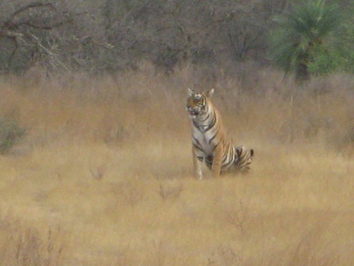 Wildlife Safari Tour Service In India