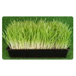 Barley Grass