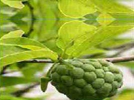 Fresh Custard Apple