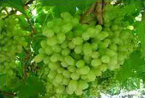 Fresh Grapes 