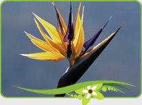 Bird of Paradise Flowers - Premium Quality, Defect-Free Selection | Assured Timely Delivery