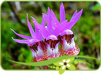 Fairy Slipper Flowers