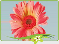 Gerberas Flowers