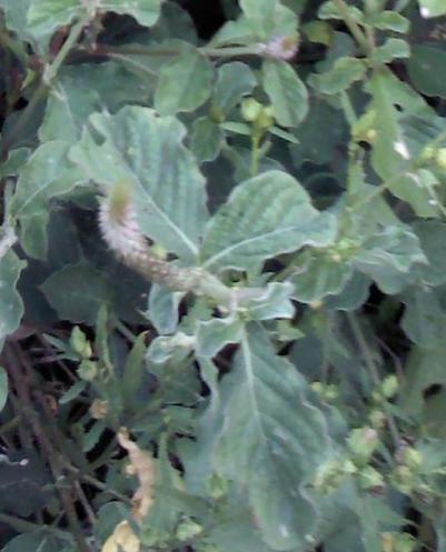 Jatropha Leaves