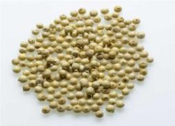 Celery Seed (8 to 12.5% VO)