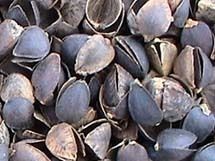 Buckwheat Hulls