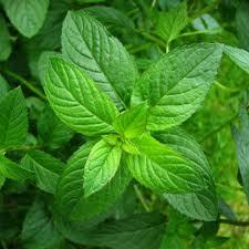 Spearmint Oil