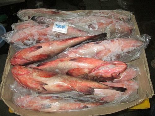 Frozen Reef Cod