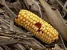 Wastage Corn Seed