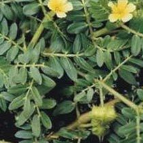 Tribulus Terrestris