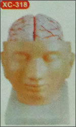 Brain Model With Arteries On Head (Xc-318)