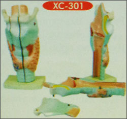 ह्यूमन लेरिंक्स मॉडल मैग्निफाइड (XC-301)