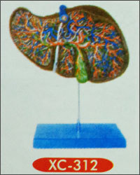 लिवर मॉडल (XC-312)