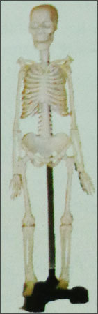 Mini Skeleton Model (Sk-046)