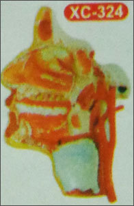 मॉडल ऑफ़ द हेड (XC-324)