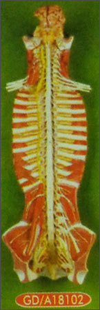 Spinal Cord In The Spinal Canal Model (Gd/A 18102)