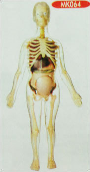 विजिबल एक्सपेक्टेंट मदर एनाटॉमी किट (Mk064)