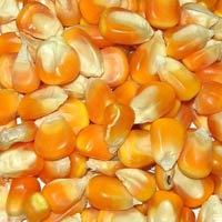 Yellow Maize Seeds