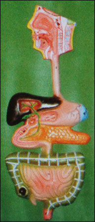 Digestive System Model (Ha03d)