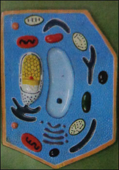 Plant Cell Model (Bmb01)