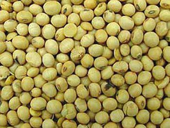 Soya Bean Seeds