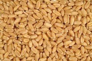 Wheat Seeds - Premium Quality Pure Wheat Seeds | Highly Admired for Quality and Purity