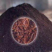 Vermicompost