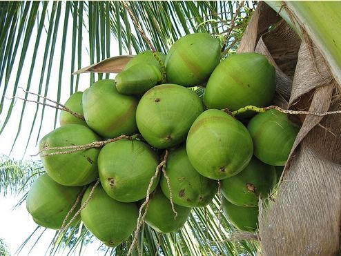 Fresh Coconuts